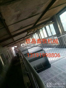 提升養(yǎng)殖效益新選擇 河北小豬保育床的安裝服務與環(huán)境衛(wèi)生優(yōu)勢詳解